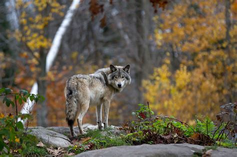 Howls erupt over proposed removal of gray wolves from endangered