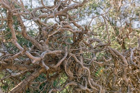 Dry Vine Tree In The Fence In The South Of France Stock Image Image