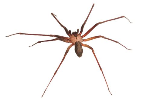Brown Recluse Spider Altus Pest Control