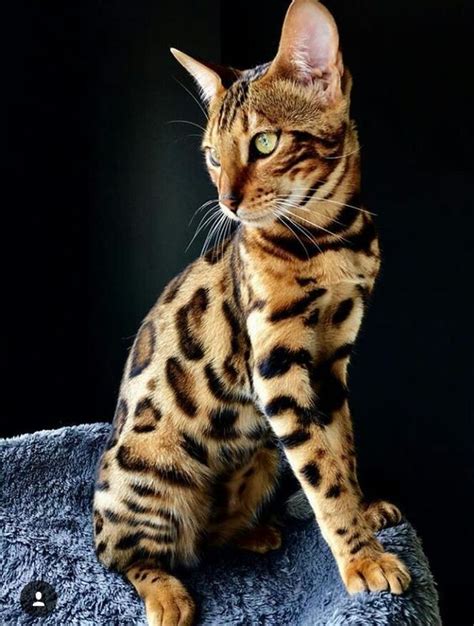 House Cat Breed With Tiger
