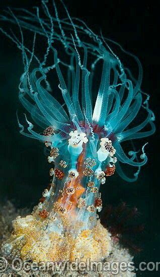 Magnificent Sea Sea Anemone Ocean Creatures Underwater Life