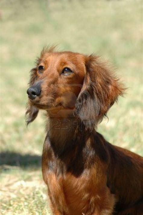 There are a few differences between the different fur types as regards to dachshund personality. Stock Photo | Dachshund dog, Long haired miniature ...