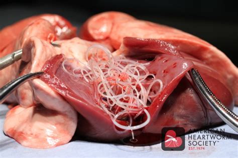 The prevalence rate of heartworm disease in unprotected causes of heartworm in cats. Heartworm Prevention | Bellevue Animal Hospital