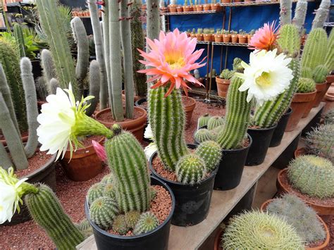 danger garden: Cactus Jungle, 2012 version