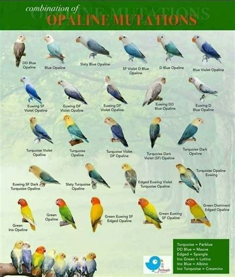 Namun, burung harus memiliki kondisi fisik maupun mental yang bagus. 8 Jenis Lovebird Biola Lengkap Dengan Gambar Dan Harga