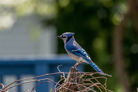 Blue Jay Birds And Blooms