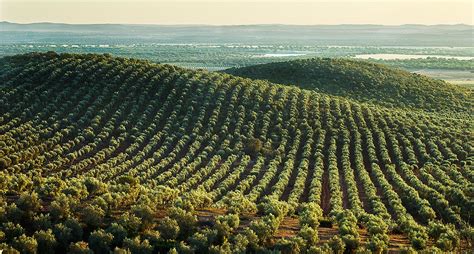 The Olive Tree International Olive Council