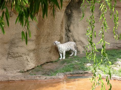 Welcome To Katfrogs Corner Wordless Wednesday White Tiger