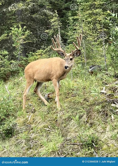 Mule Deer At Banffnationalpark Alberta Canada Took This Picture