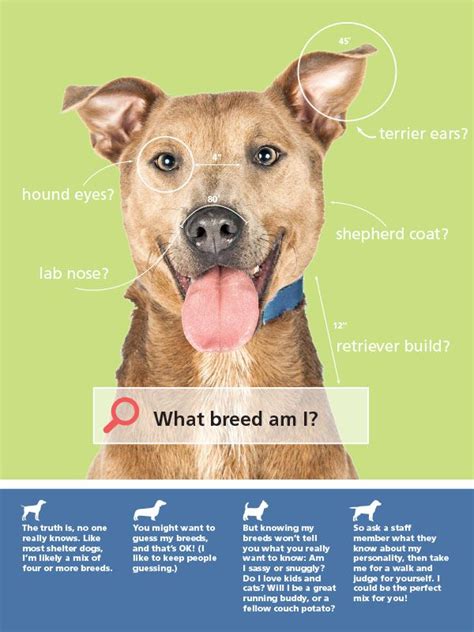 What Breed Am I Humanepro By The Humane Society Of The United States