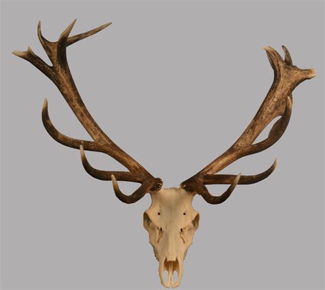 Facebook twitter official website instagram youtube. Antiques Atlas - Two Pairs Of Stag Antlers
