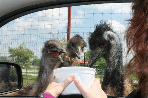 I opened the petting farm for. Emus are entertaining and messy eaters. - Picture of ...