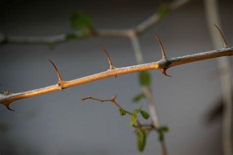 Christs Crown Of Thorns Tree May Help In Climate Change Fight