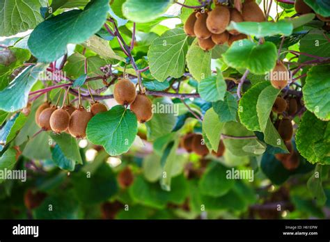 Kiwi árbol Con Hojas Y Frutas En El Sol Fotografía De Stock Alamy