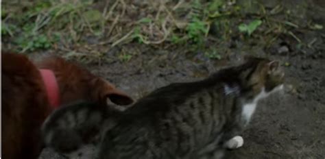Furry Friendship Stray Cat Befriends Blind Dog Leads Him Around With