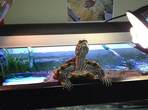 Get it as soon as tomorrow, may 28. DIY Homemade Turtle Basking Platform | Small turtle tank ...