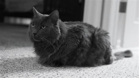 26.the more you talk to your cat, the more it will talk to you. Fact About Nebelung cat, Personality, History, and HD ...