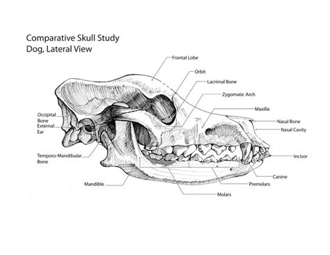 Scientific Illustrations by Michael Salvador at Coroflot.com