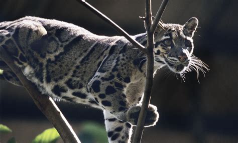 Clouded leopard | Smithsonian's National Zoo and Conservation Biology