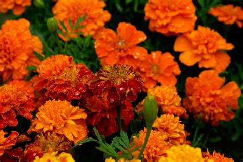 Free Images Leaf Flower Petal Bouquet Orange Herb Autumn