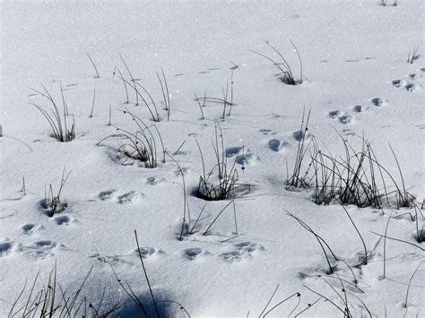 Tierspuren im frisch gefallenen schnee sind so etwas wie die tageszeitung der natur. Den Tieren auf der Spur | Naturschutz.ch