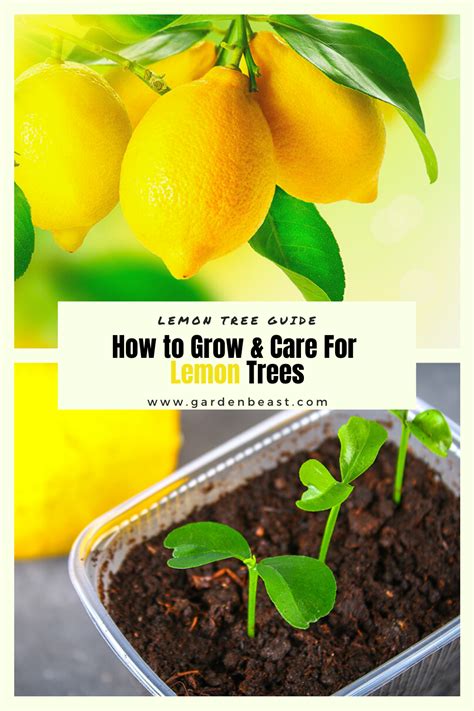 Lemon Tree Guide How To Grow And Care For Lemon Trees Lemon Tree From