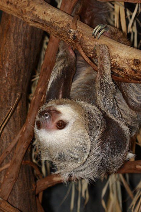 Sloth By Paul Slebodnick Sloth Koala Bear Animals And Pets