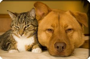 Nyc petcare has been caring for my cat for about 10 yrs. Good Dog Walking Company :: NYC Dog Sitting :: NYC Dog Day ...