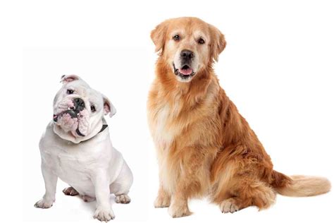 Bulldog Vs Golden Retriever How Do They Compare Retriever Advice