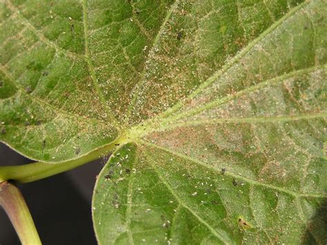 Spider Mites How To Identify And Control Them Naturally In 2020