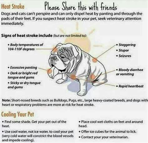 Strokes can cause symptoms ranging from almost unde. Signs of heat stroke in pets | Wanna raise Addie & Kira ...