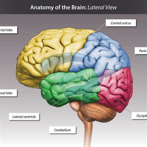 Anatomy of the Brain: Lateral View - TrialExhibits Inc.