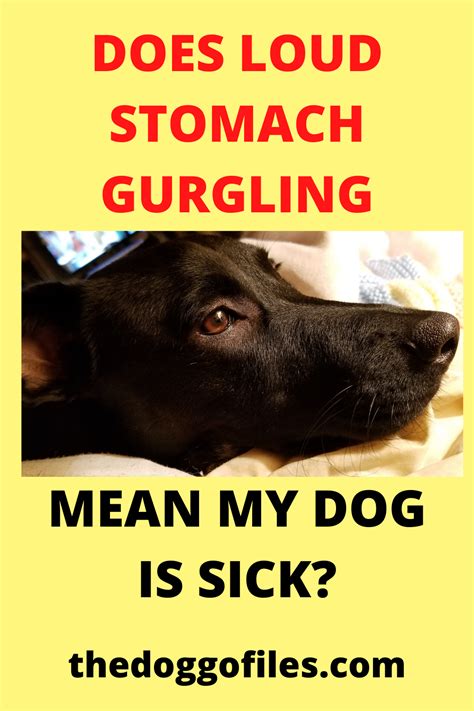 Loud Stomach Gurgles In Dogs Dog Upset Stomach Sick Dog Dogs