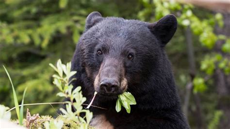 Black Bear Warning Issued For Humber Valley Gros Morne Newfoundland