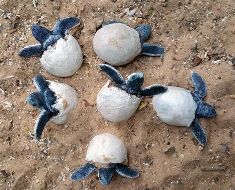 Three Sea Turtle Egg Hatchlings Sculptures 3 X 3 In Etsy Australia