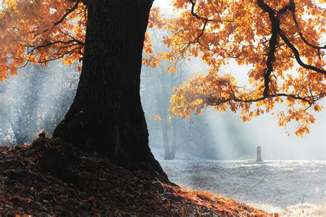 Fall Season Tree 5k Hd Nature 4k Wallpapers Images