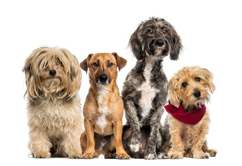 A notice for cat breeders: What Breed of Dog is Best for Me - Petsecure
