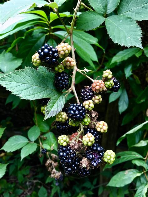 Himalayan Blackberry Rubus Armeniacus In Seattle Oc The Berries Are Very Edible But This