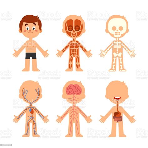 Vetores De Anatomia Do Corpo De Rapaz De Desenhos Animados Gráfico De
