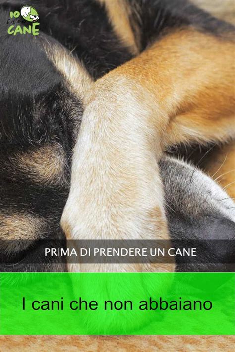 Sgridare il cane quando abbaia ricordatevi che non servirà a nulla, anzi lo incoraggerete sempre di più; I cani che non abbaiano | Cani, Comportamento del cane e ...