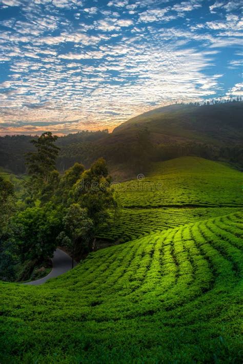 Dramatic Sunset Sky Over Beautiful Tea Gardens Stock Photo Image Of