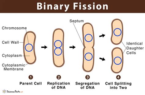 Binary Fission Definition With Examples And Diagram