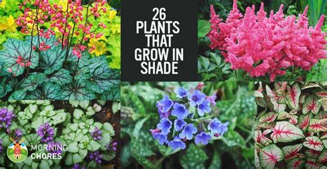 25 Gorgeous Plants That Grow In Shaded Area In Your Garden