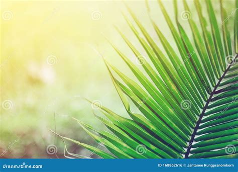 Green Palm Leaves As Backgroundpalm Sunday Concept Stock Photo