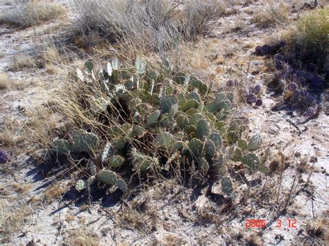 16,114 likes · 12 talking about this · 328 were here. Opuntia camanchica, western prickly pear cactus, pretty