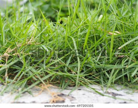 It loves heat, it's remarkably then mow it as close to the ground as possible and rake up the clippings. Long Thin Leaf Bermudagrass Field Close Stock Photo (Edit ...