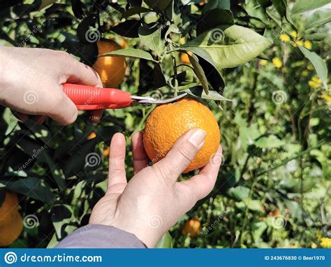 Picking Oranges Stock Photo Image Of Agricultural House 243676830