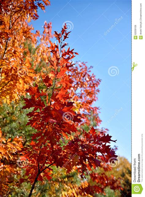 Bright Crimson Maple Tree Branch Against The Sky Stock Image Image Of