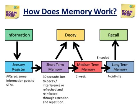 Gcse Exam Technique How Memory Works Memory Words How To Memorize