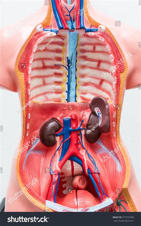 Human anatomy organ chart anatomy of body major arteries of whole body medical careers. Upper Torso Anatomy / Going Inside of Your Body with The ...